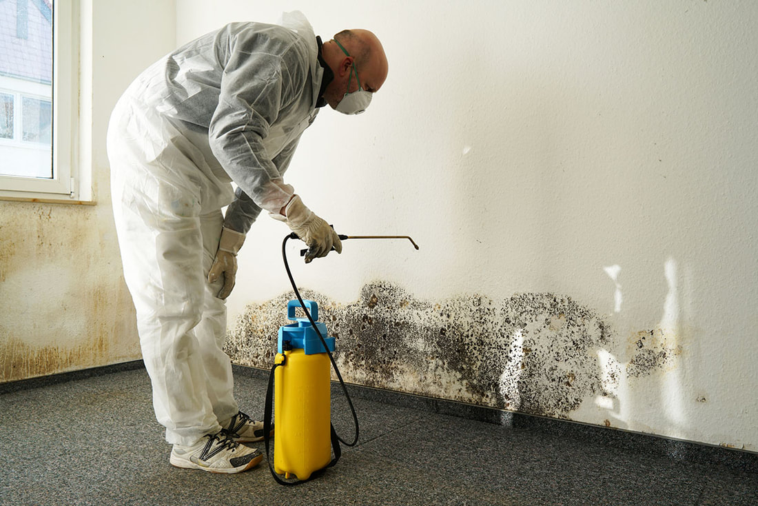 Mold Removal San Diego